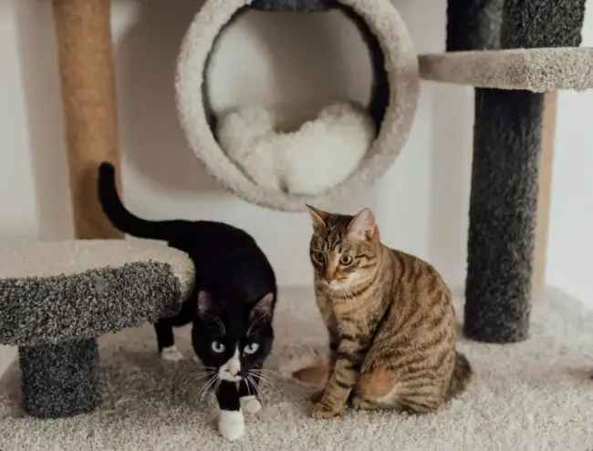 Two pet cats happily sat in a soft toy area.