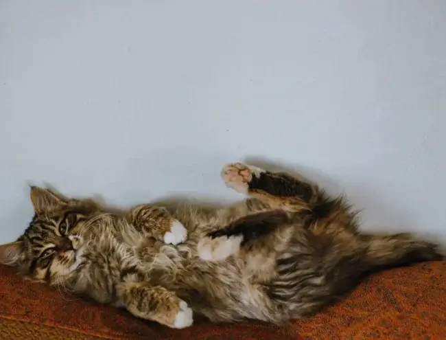 A fluffy cat a happily laying on it's back with feet in the air.