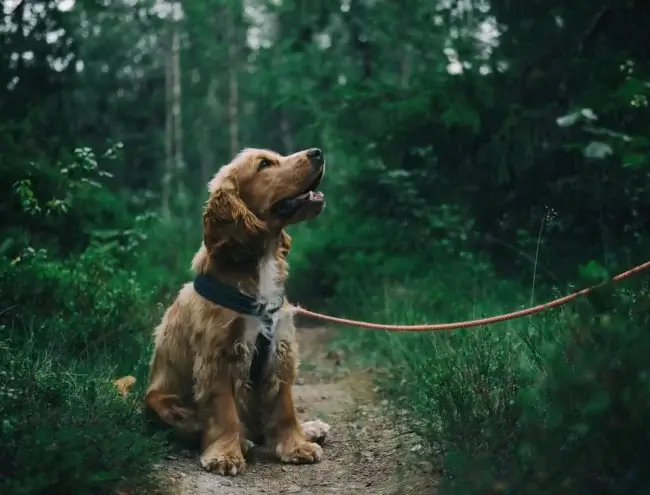 A dog on a trail path with a lead attached looking to the right.