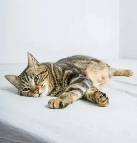 A cat laying down and relaxing on a white matress.